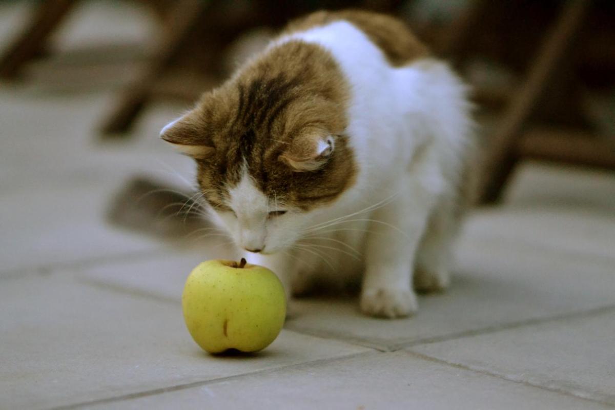 I gatti possono mangiare la mela?