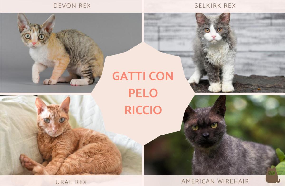 Razze di gatti con pelo riccio