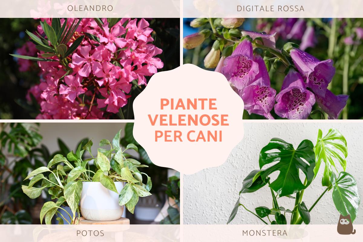 Piante velenose per cani