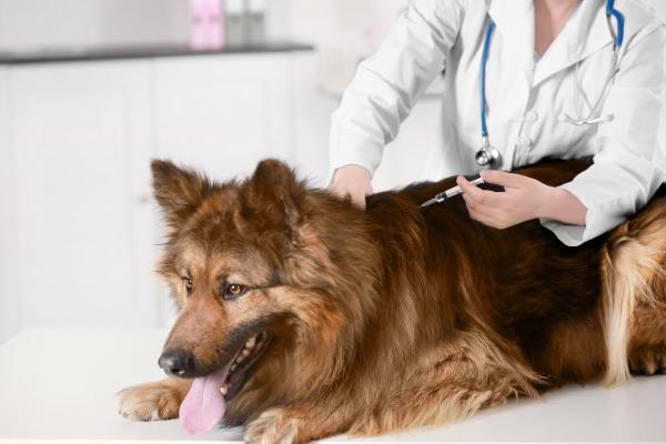 Gonfiore improvviso sulla schiena del cane: cause e cosa fare - 1. Nodulo nel sito di iniezione