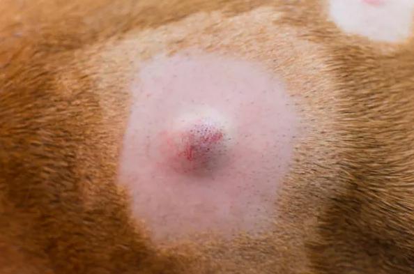 Gonfiore improvviso sulla schiena del cane: cause e cosa fare - 3. Ciste sebacea