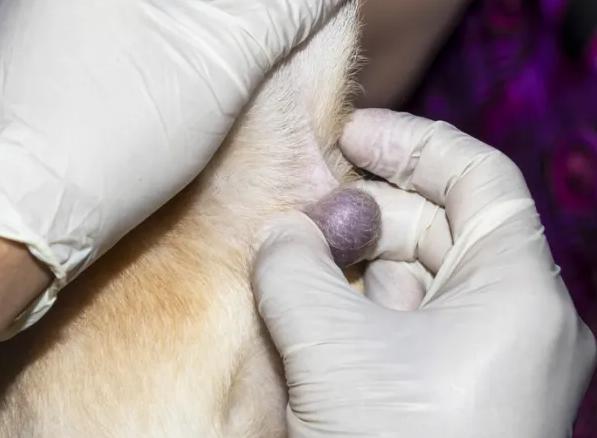 Gonfiore improvviso sulla schiena del cane: cause e cosa fare - 4. Lipoma