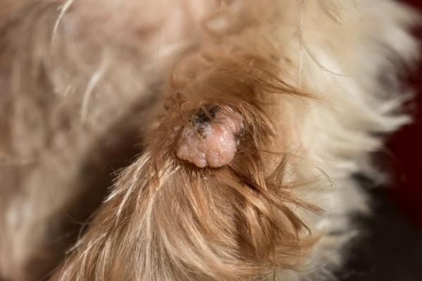 Gonfiore improvviso sulla schiena del cane: cause e cosa fare - 5. Verruca