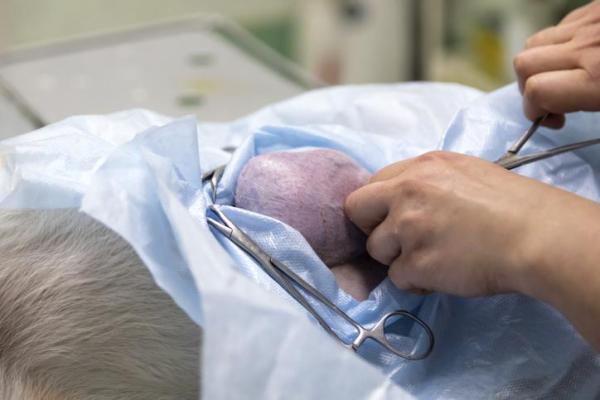 Gonfiore improvviso sulla schiena del cane: cause e cosa fare - 8. Tumore