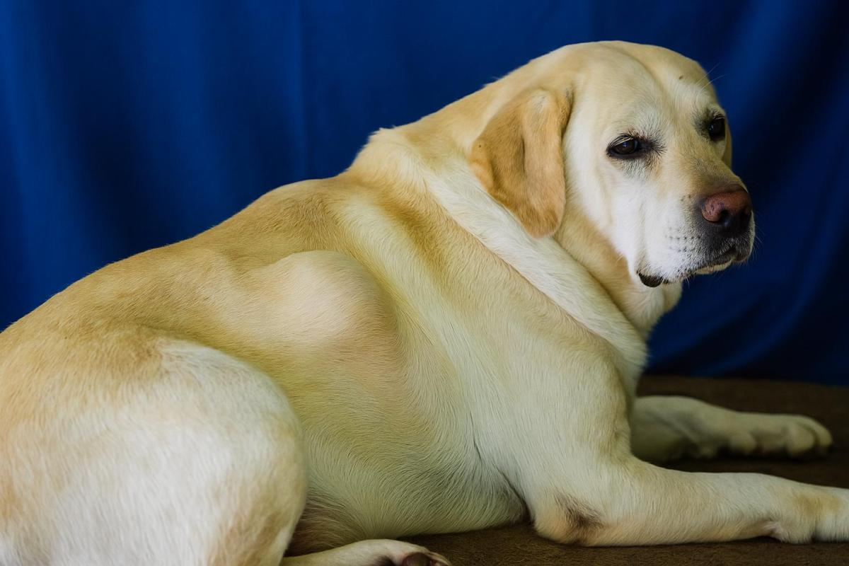 Gonfiore improvviso sulla schiena del cane: cause e cosa fare