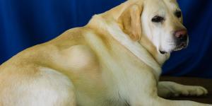 Gonfiore improvviso sulla schiena del cane: cause e cosa fare