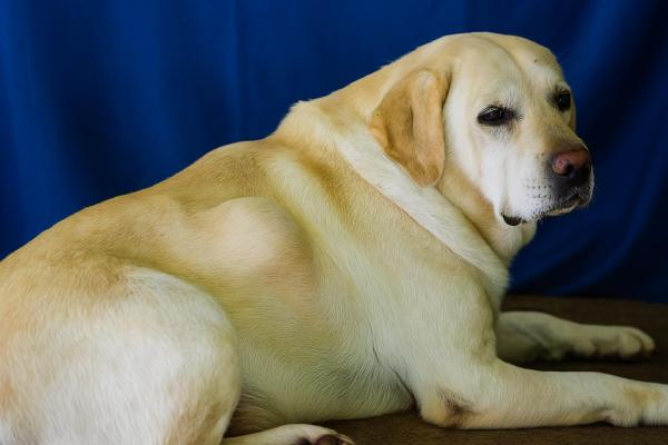 Gonfiore improvviso sulla schiena del cane: cause e cosa fare