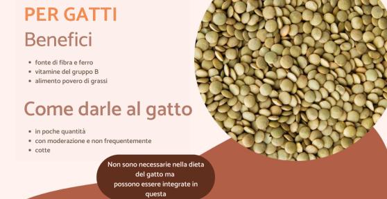 I gatti possono mangiare le lenticchie?