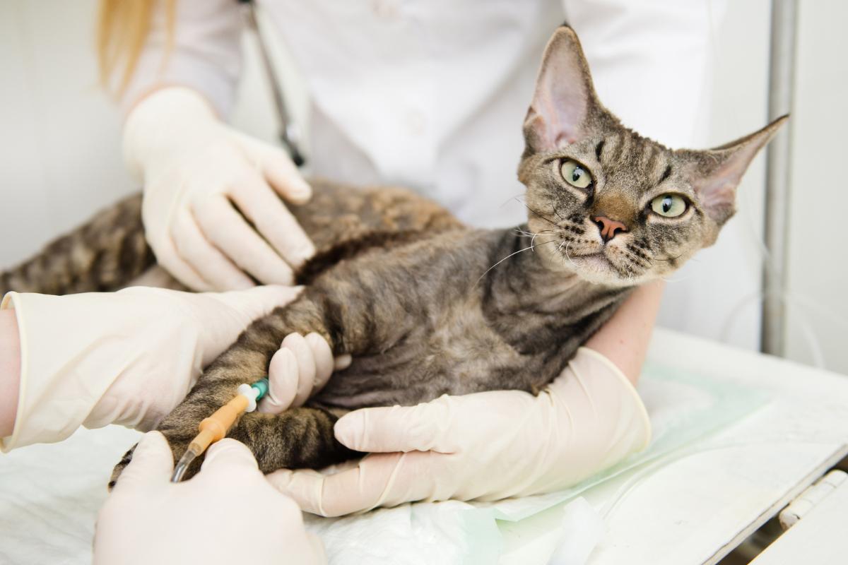 Creatinina alta nel gatto: Sintomi e cause