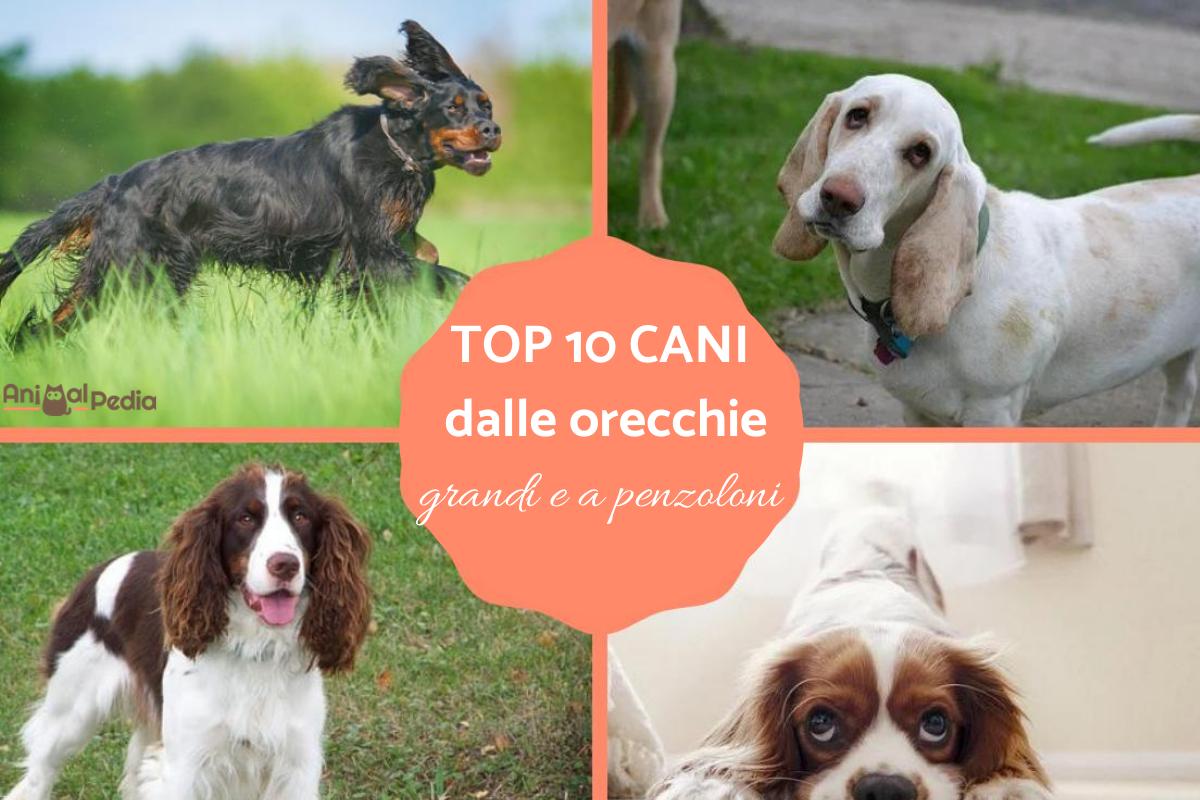 Cani dalle orecchie grandi e a penzoloni