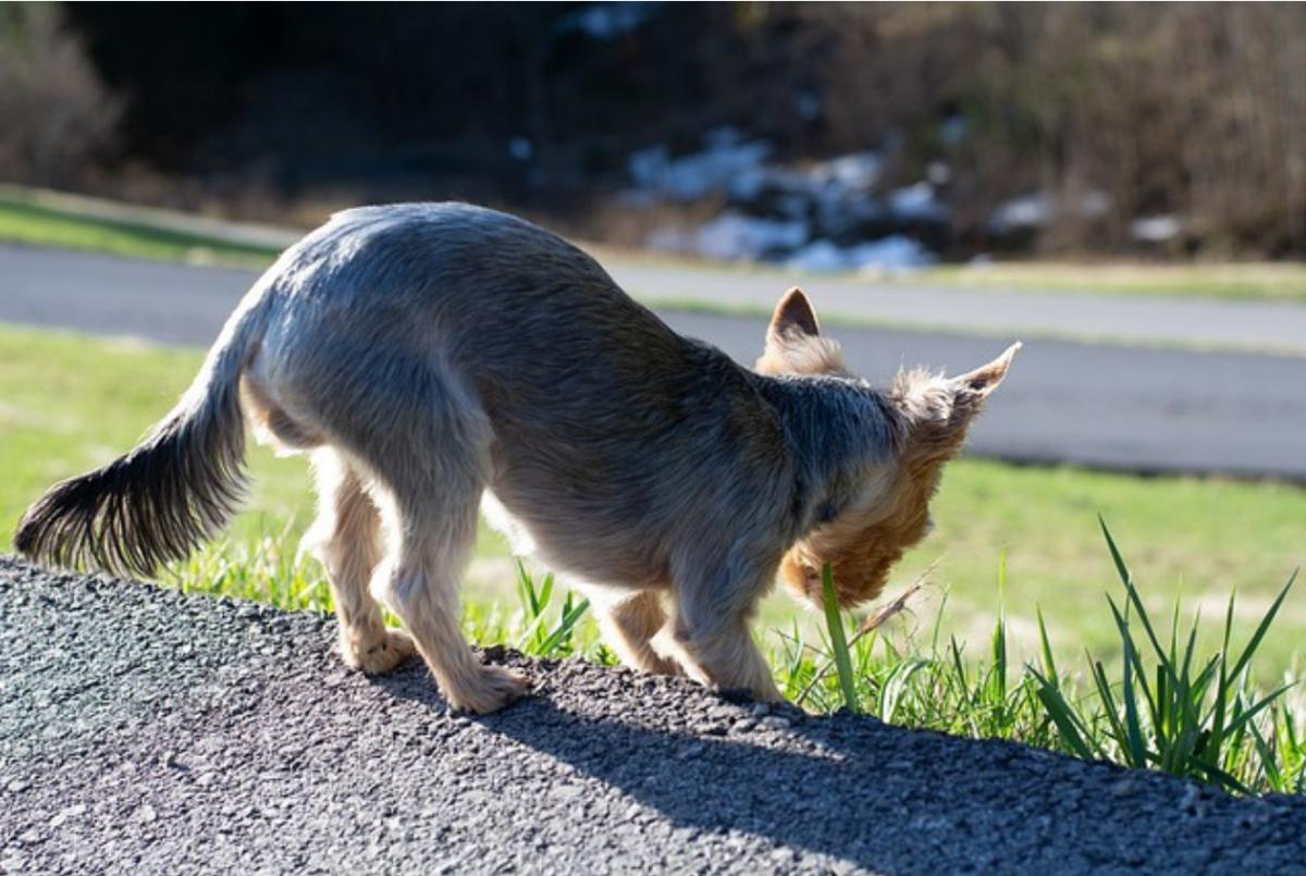 Il mio cane mangia erba ma non vomita: perché e cosa fare