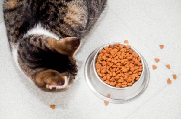 Il gatto vomita crocchette intere: perché e cosa fare - Cause per le quali il gatto vomita crocchette intere