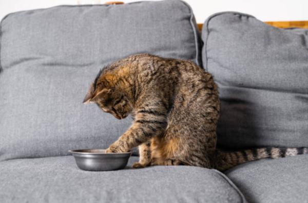 Il gatto vomita crocchette intere: perché e cosa fare