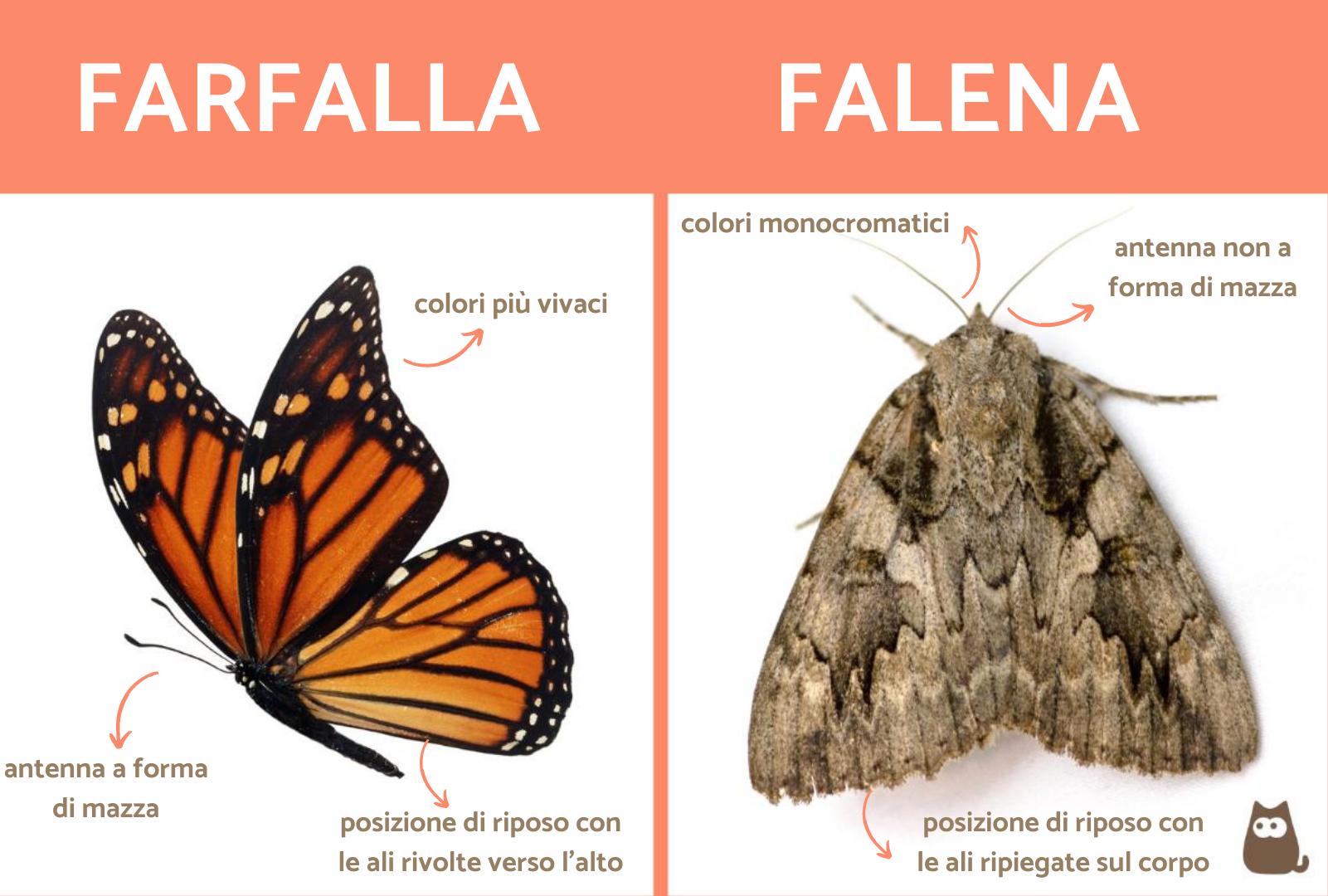 Differenza tra FARFALLA e FALENA - Impara a riconoscerle!