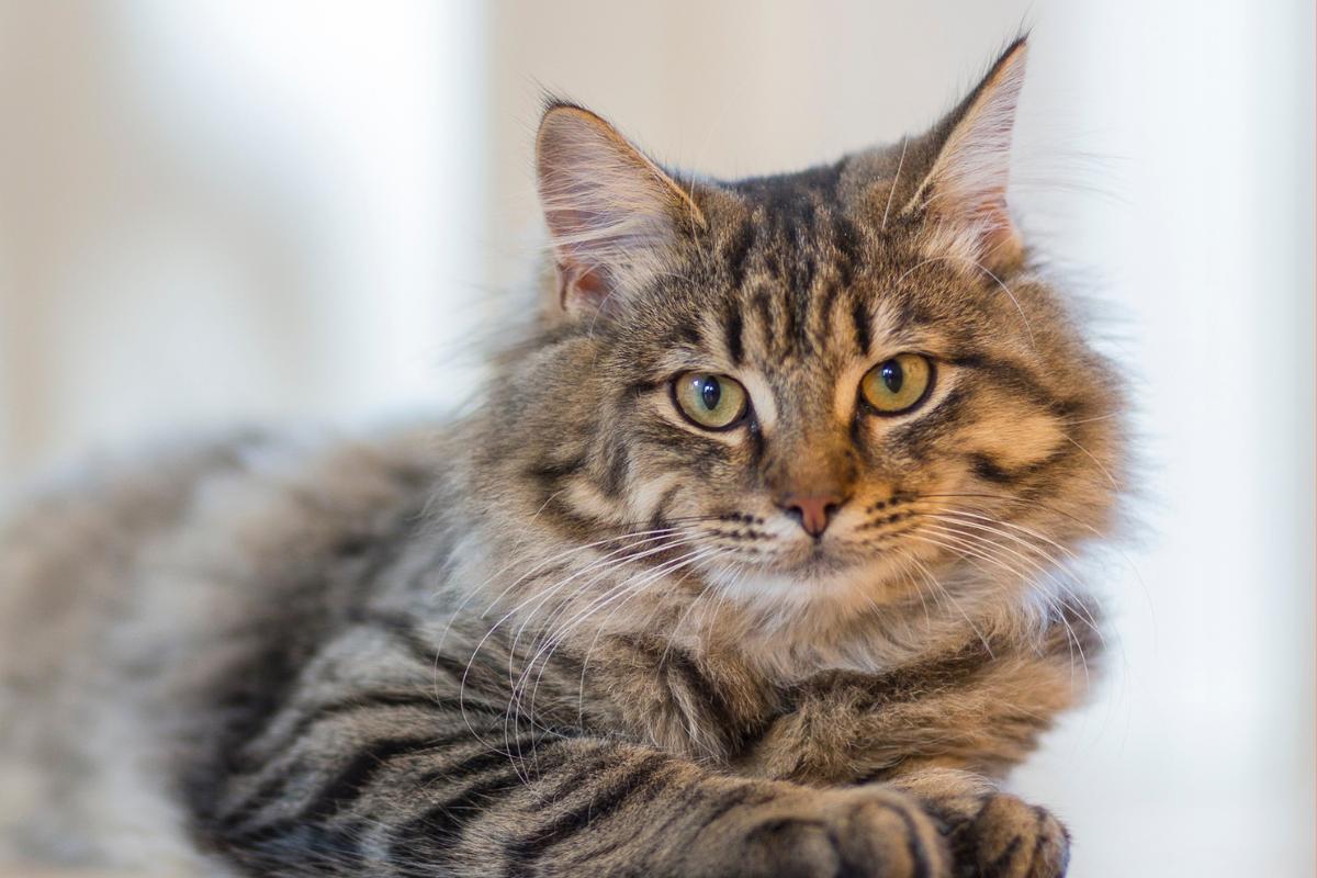 Perché i gatti fanno le fusa?