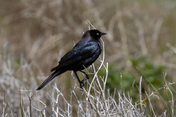 Uccelli neri: nomi e caratteristiche - 10. Merlo di Brewer (Euphagus cyanocephalus)