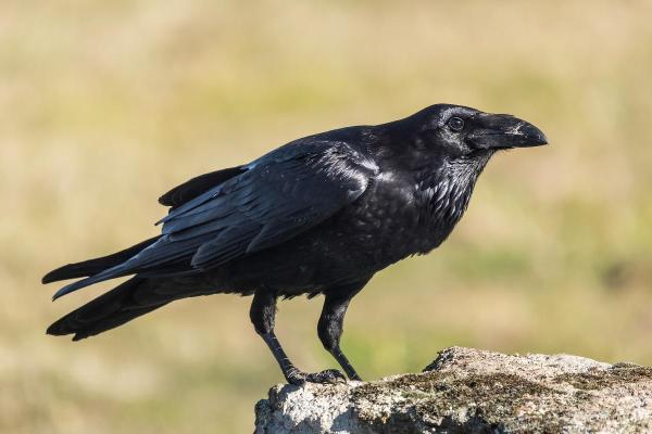 Uccelli neri: nomi e caratteristiche - 1. Corvo imperiale (Corvus corax)