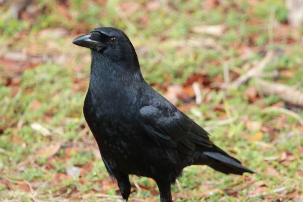 Uccelli neri: nomi e caratteristiche - 2. Cornacchia americana (Corvus brachyrhynchos)