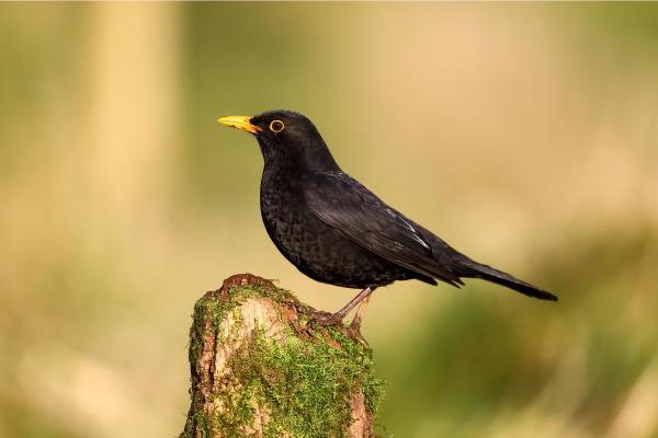 Uccelli neri: nomi e caratteristiche - 3. Merlo (Turdus merula)