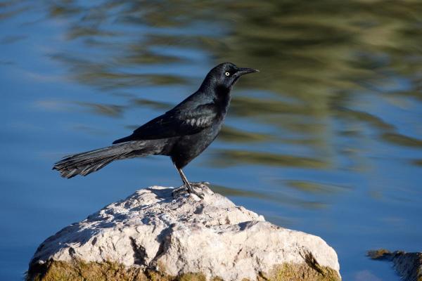 Uccelli neri: nomi e caratteristiche - 4. Gracula codalunga (Quiscalus mexicanus)
