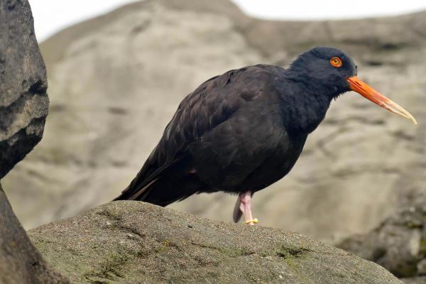 Uccelli neri: nomi e caratteristiche - 5. Beccaccia di mare nera del Nordamerica (Haematopus bachmani)