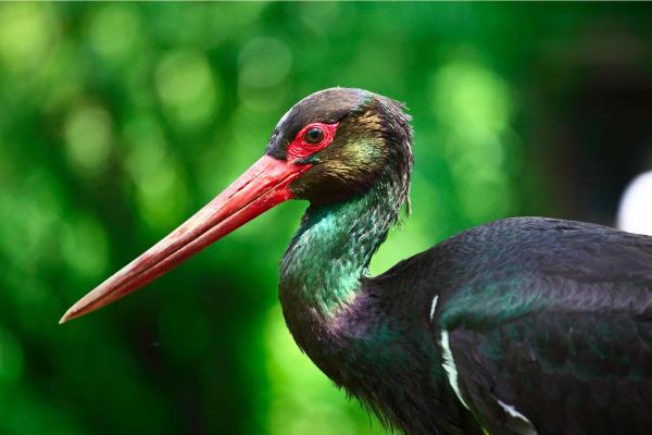 Uccelli neri: nomi e caratteristiche - 6. Cicogna nera (Ciconia nigra)