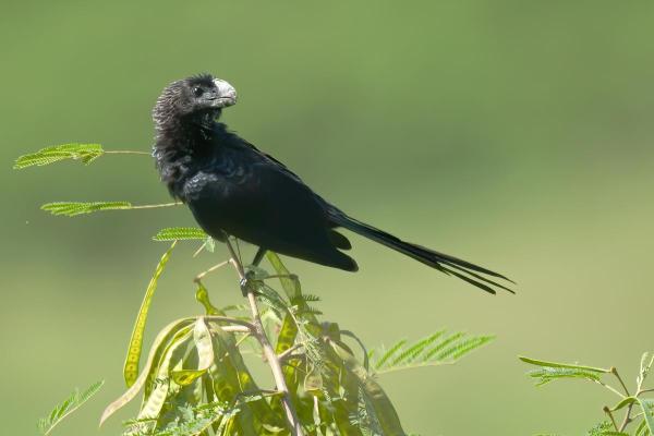 Uccelli neri: nomi e caratteristiche - 7. Ani beccoliscio (Crotophaga ani)