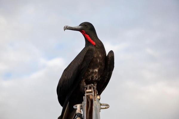 Uccelli neri: nomi e caratteristiche - 8. Fregata magnifica (Fregata magnificens)
