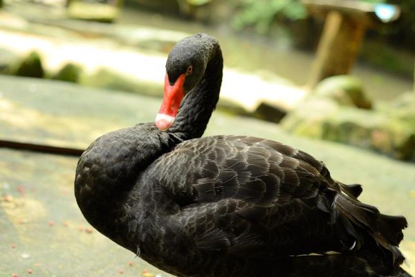 Uccelli neri: nomi e caratteristiche - 9. Cigno nero (Cygnus atratus)
