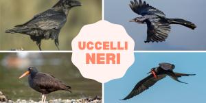 Uccelli neri: nomi e caratteristiche