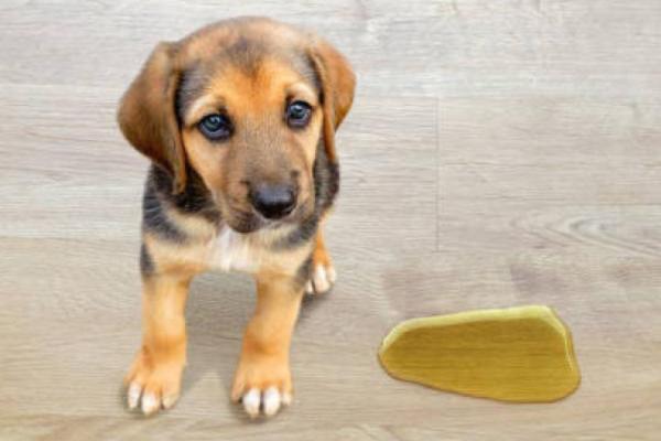 Come eliminare l'odore di pipì del cane