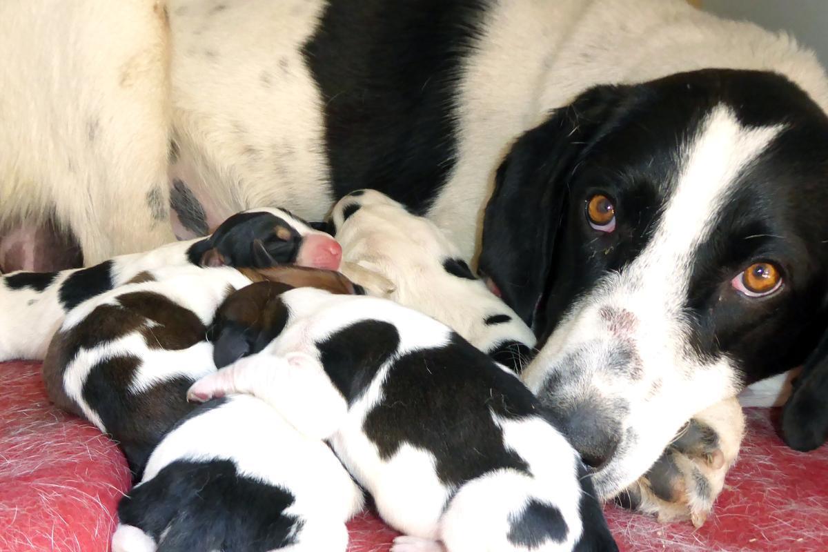 Eclampsia nel cane: cause e trattamento