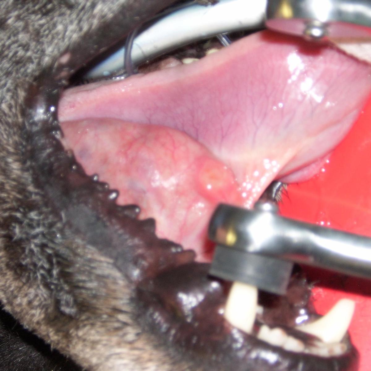 Sialocele nel cane: sintomi, cause e trattamento