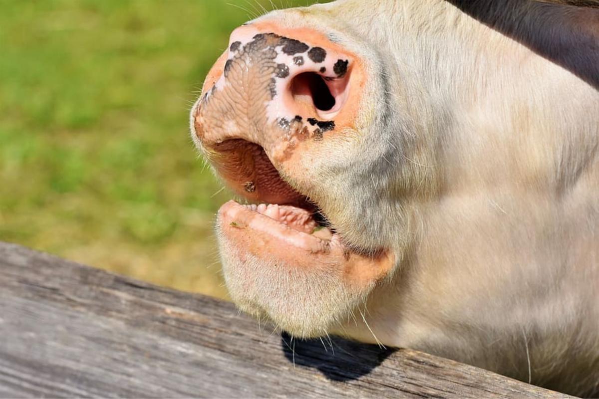 Le mucche hanno i denti?