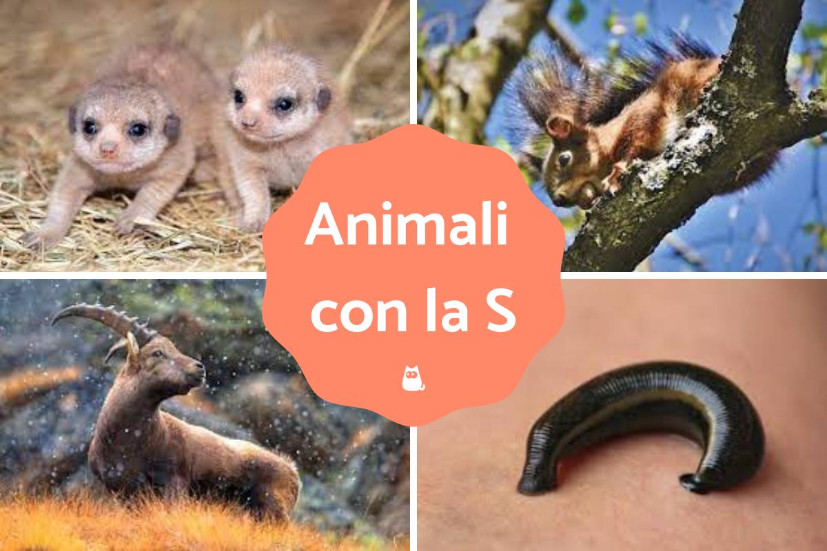 Animali con la S