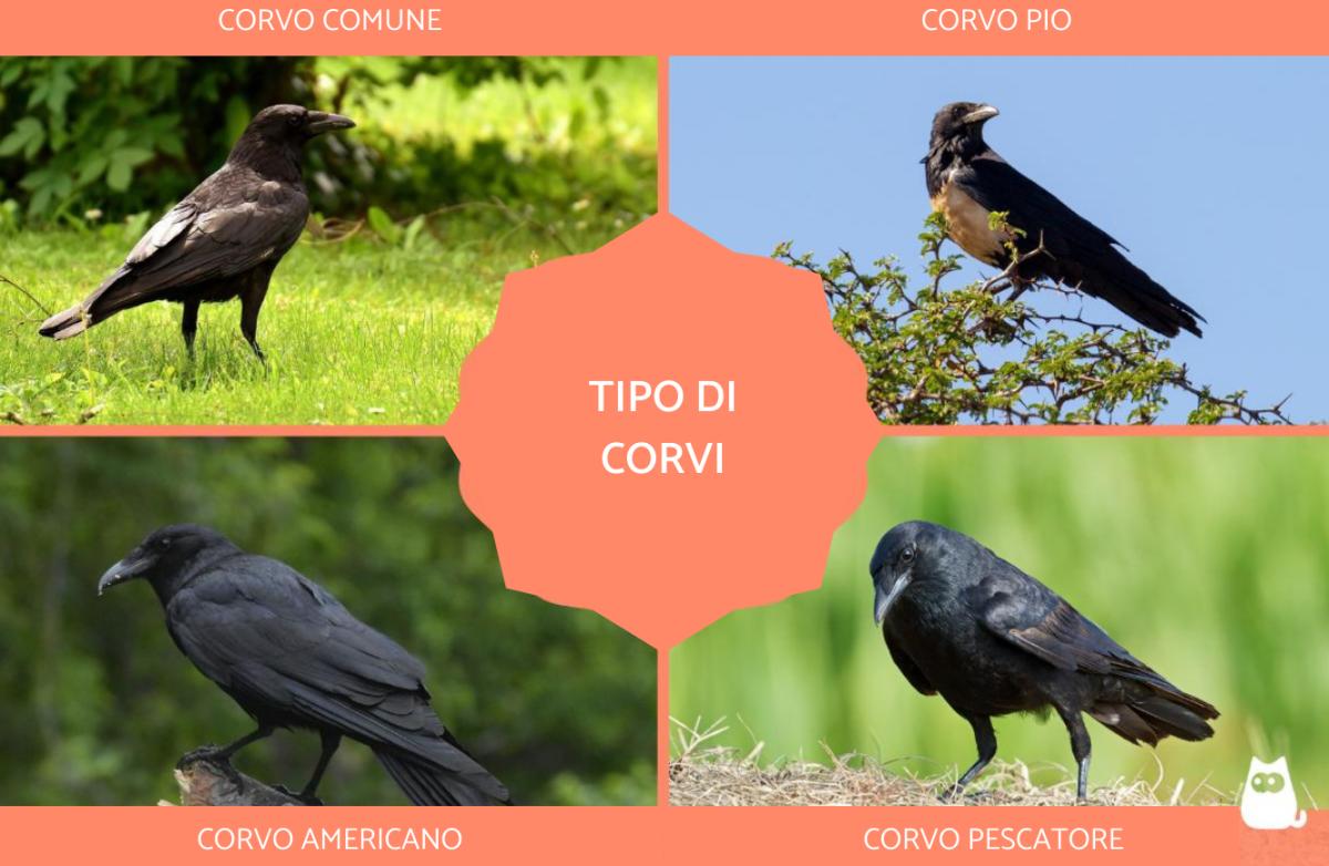 Tipi di corvi