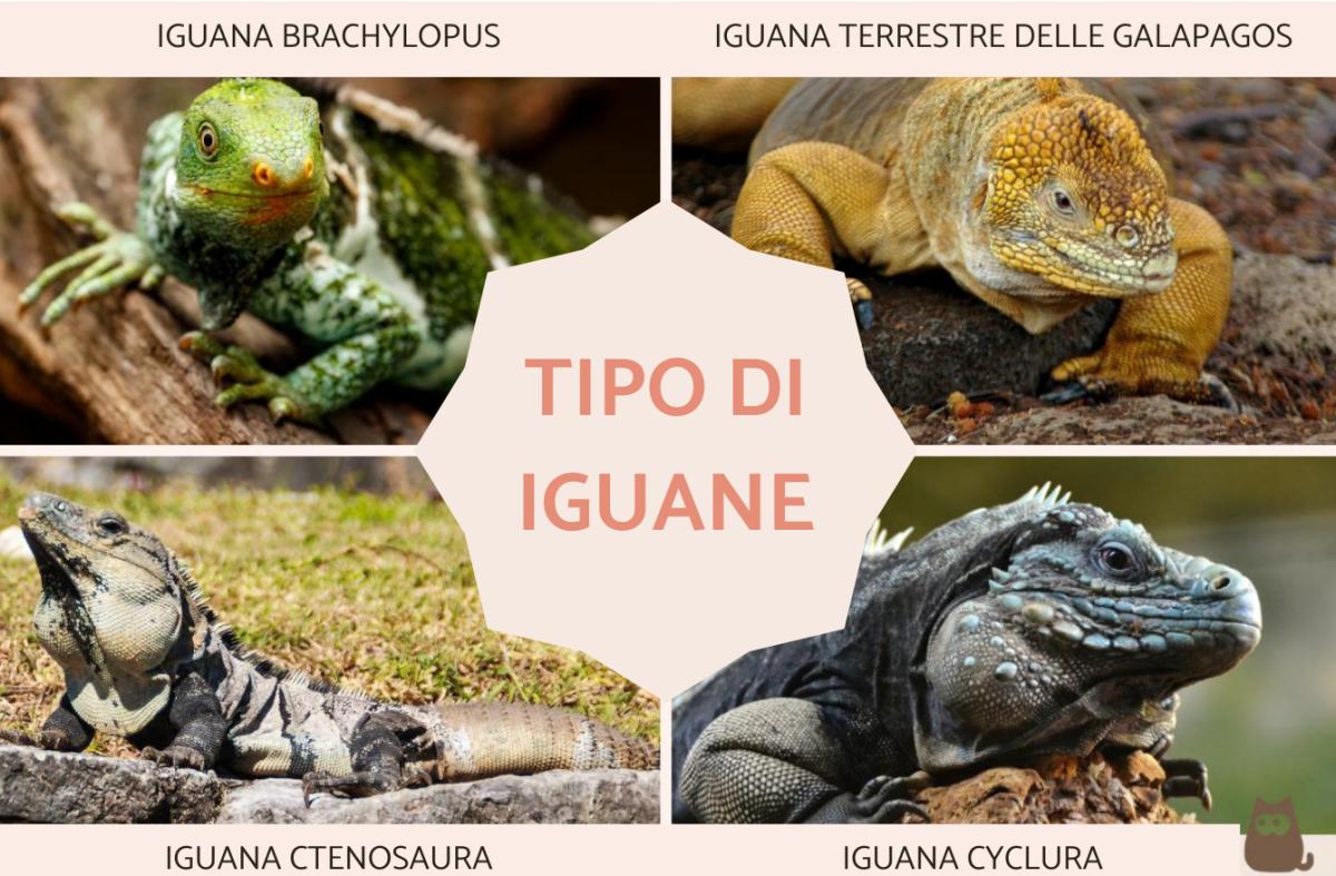 Tipi di iguane