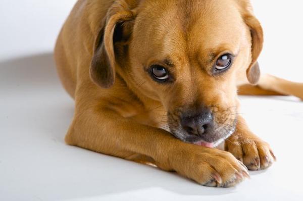 Cane si lecca le zampe - cause e rimedi