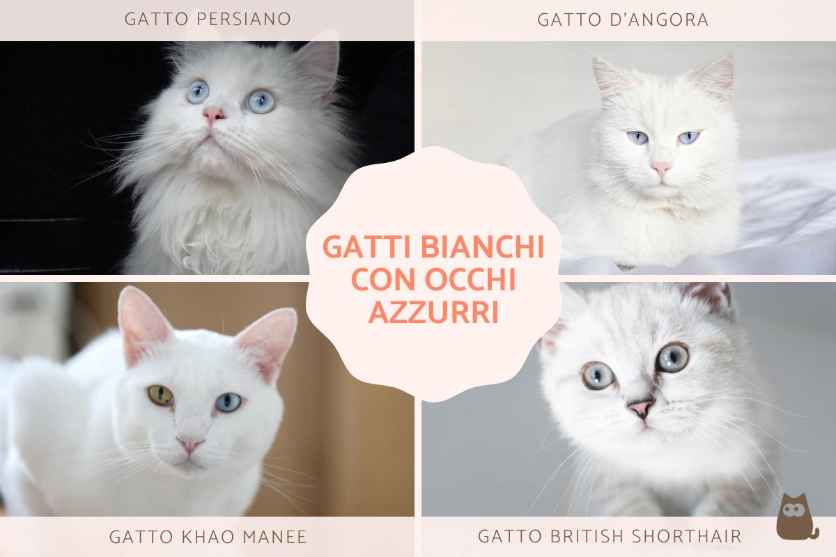 Razze di gatti bianchi con occhi azzurri