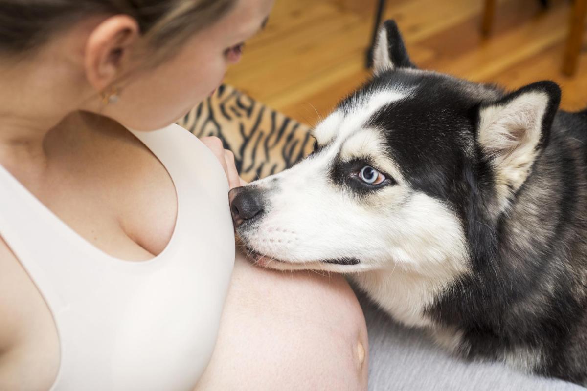 Sono incinta e il mio cane non mi lascia neanche un minuto: è normale?