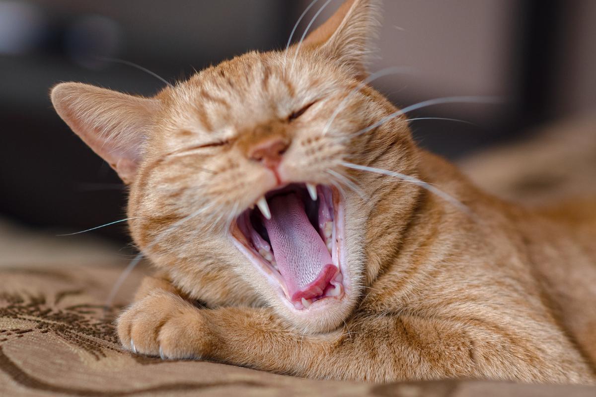 Quanti denti hanno i gatti?