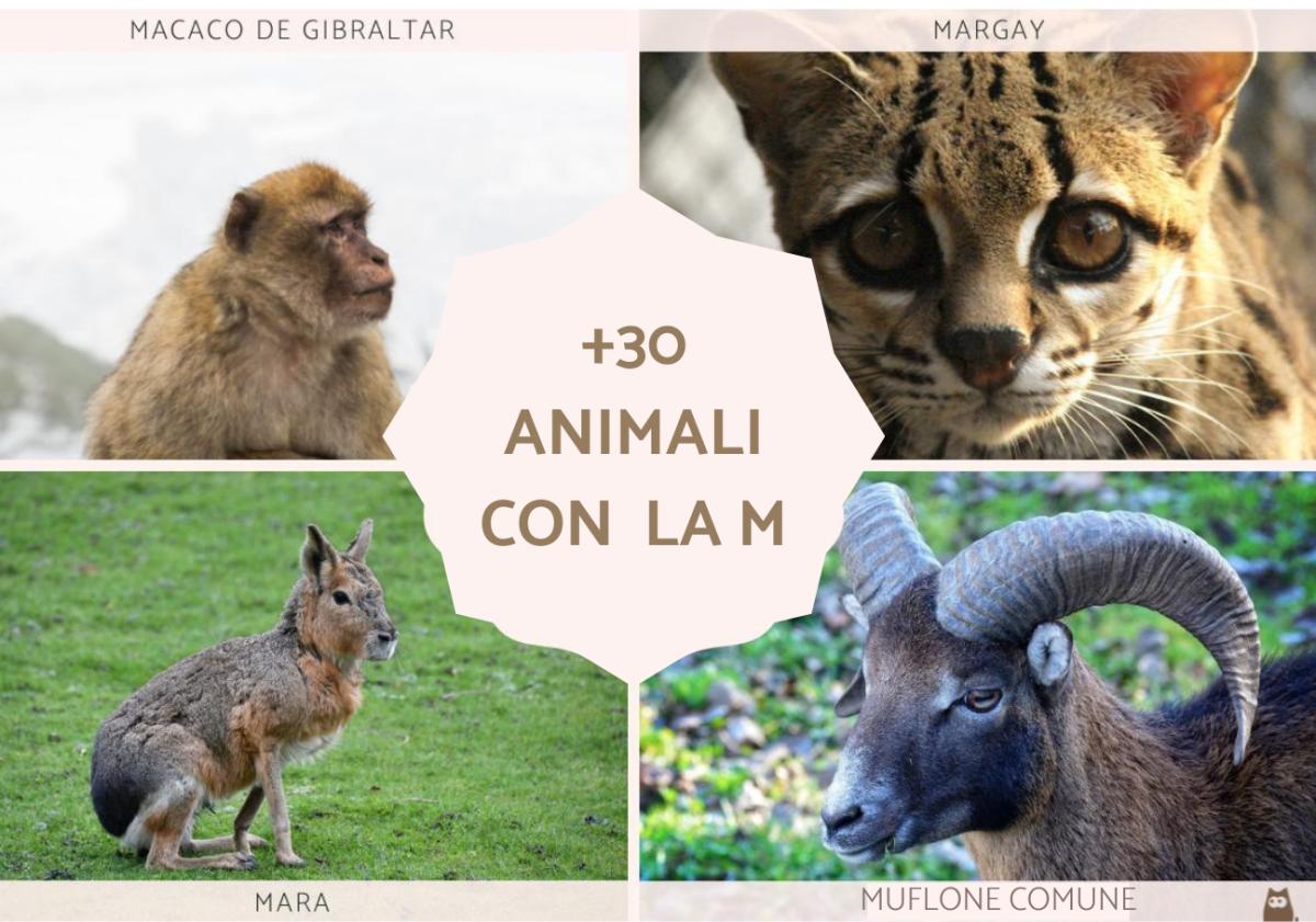 Animali con la M