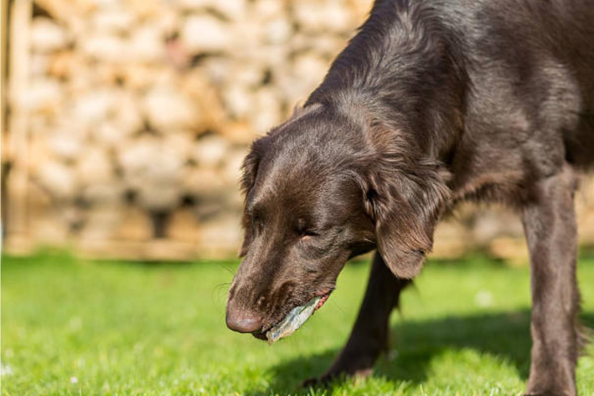Perché il cane vomita acqua e cosa fare