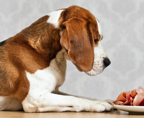 Si può dare il prosciutto cotto al cane? - Si può dare il prosciutto crudi al cane?