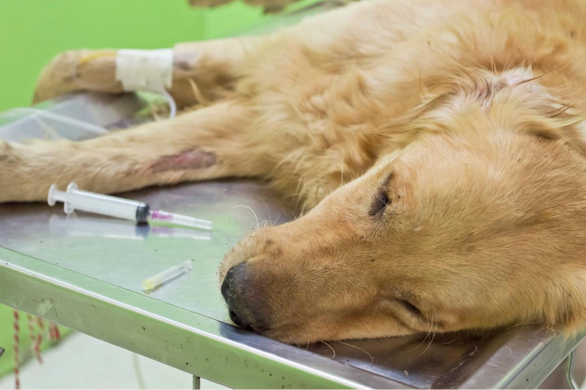 Emorraggia interna nel cane: sintomi, cause e terapia