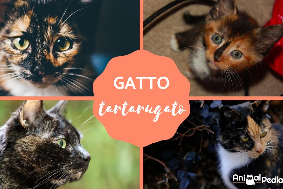 Gatto tartarugato: Caratteristiche e curiosità