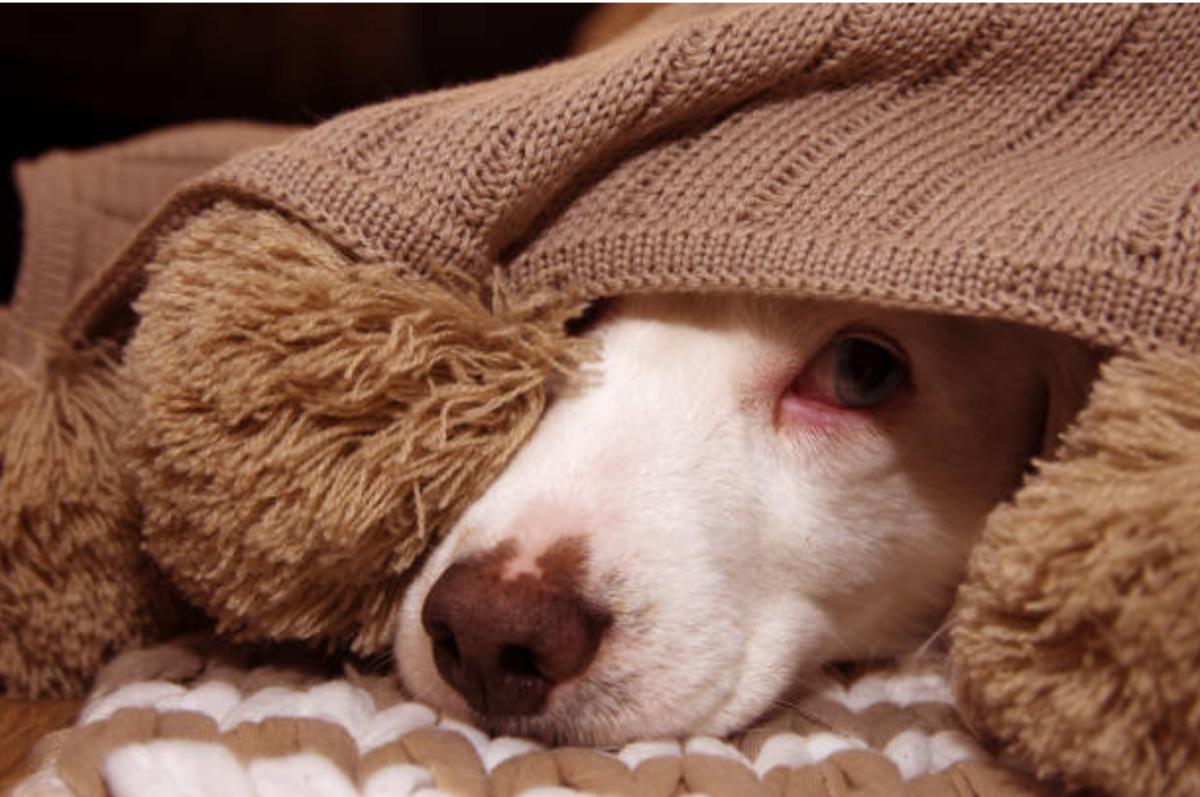 Cane femmina urina spesso: perché e cosa fare
