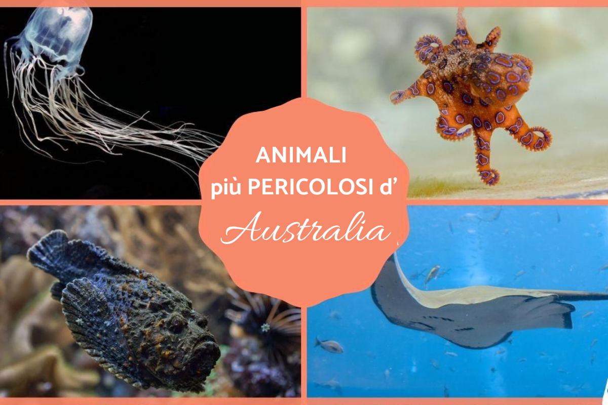Animali pericolosi in Australia