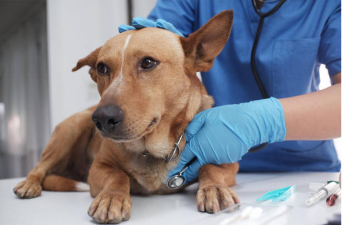 Leventa per il cane: dosaggio, come darlo e effetti collaterali