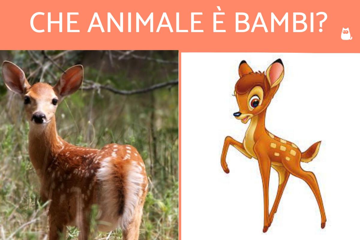 Bambi che animale è?
